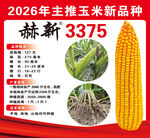 玉米种子