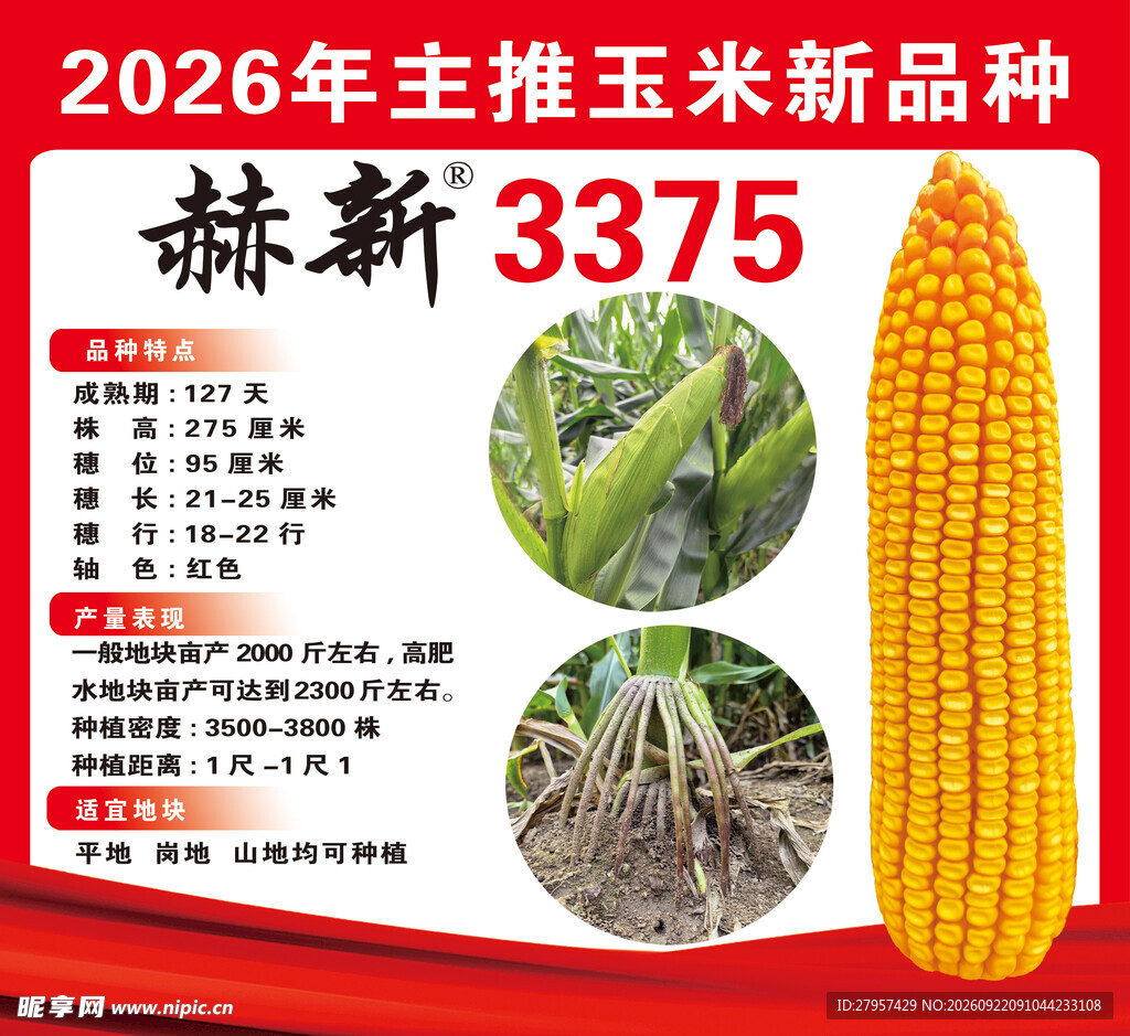 玉米种子