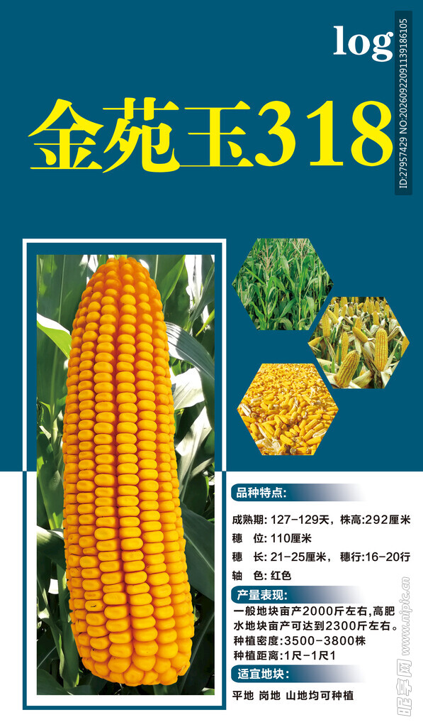 玉米种子