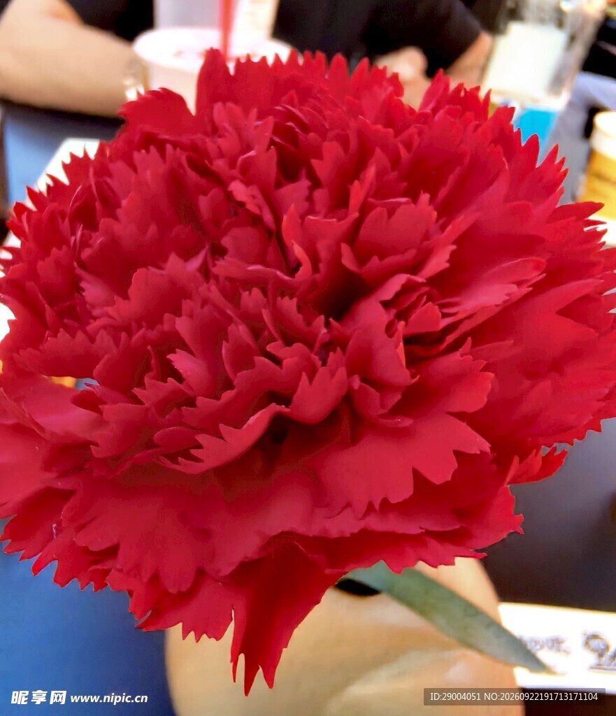 红色康乃馨特写