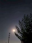 暮色夜空月下树影