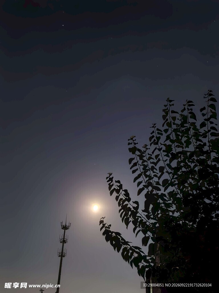 暮色夜空月下树影