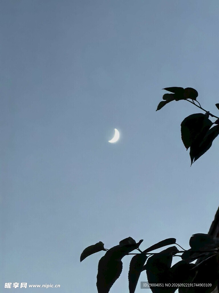 弯月与枝叶剪影
