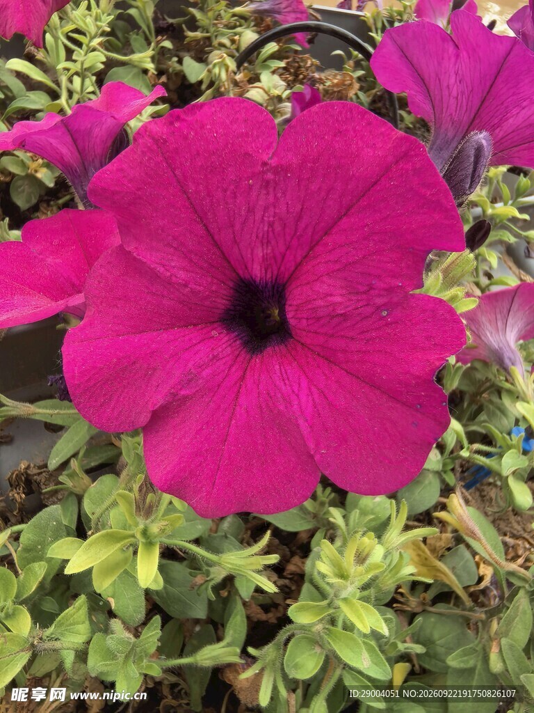 喇叭花