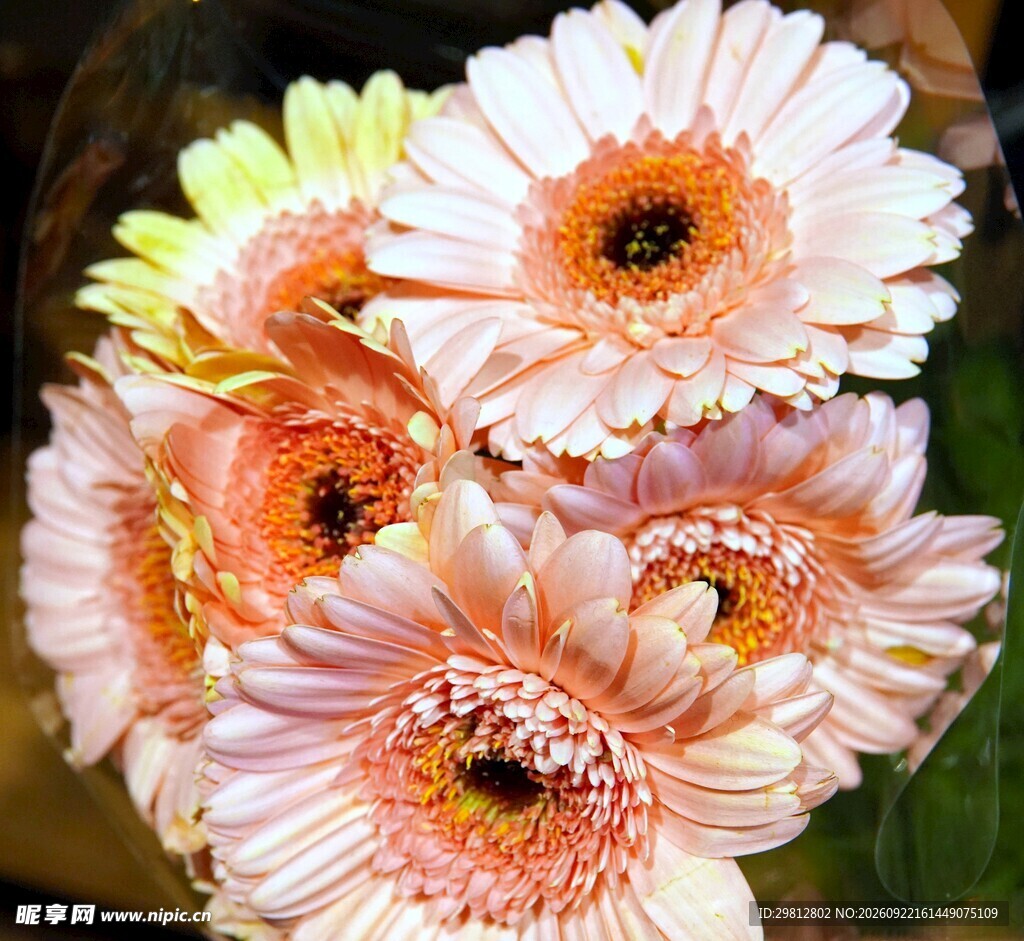 浅粉非洲菊花束特写