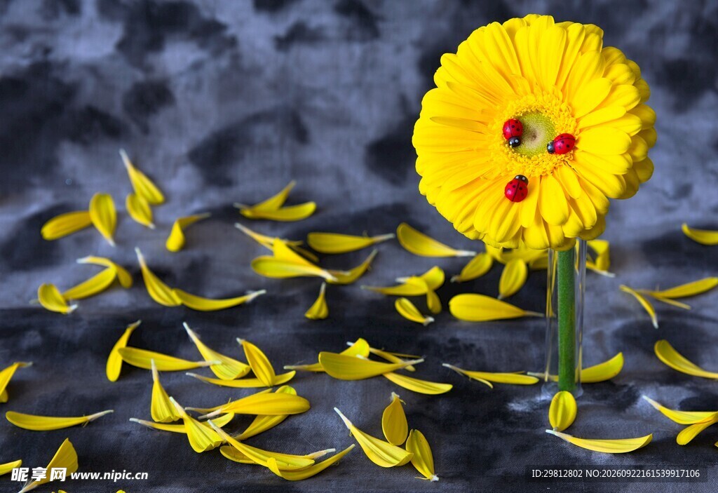 非洲菊