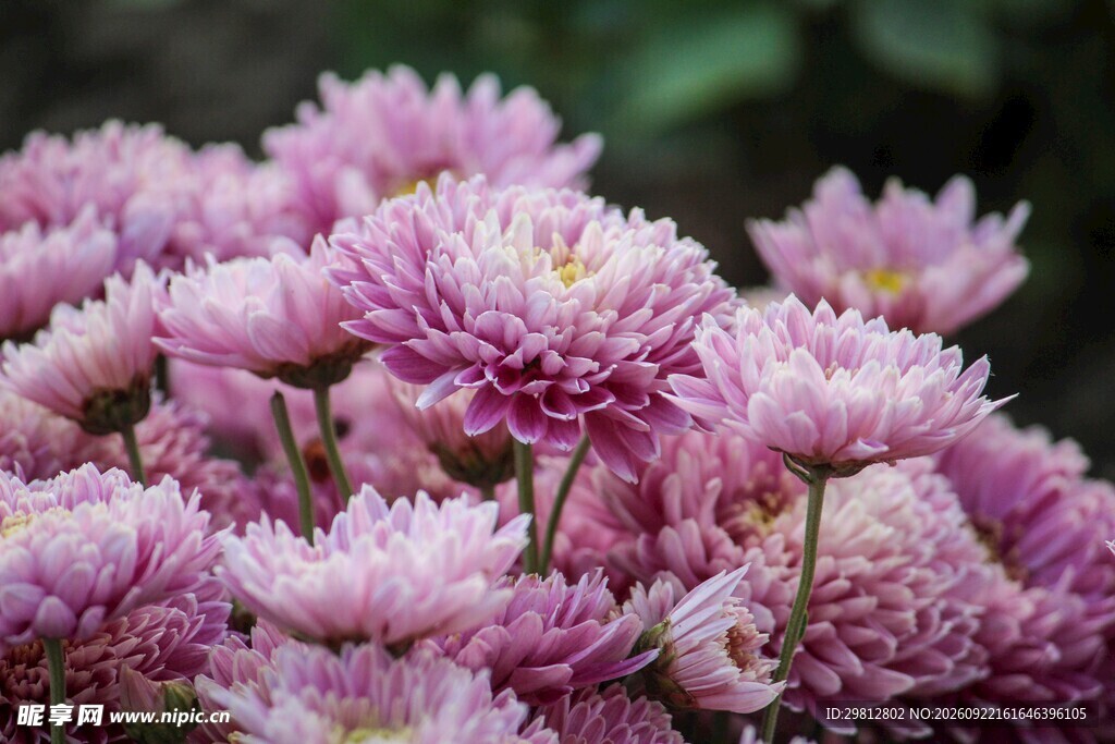 非洲菊