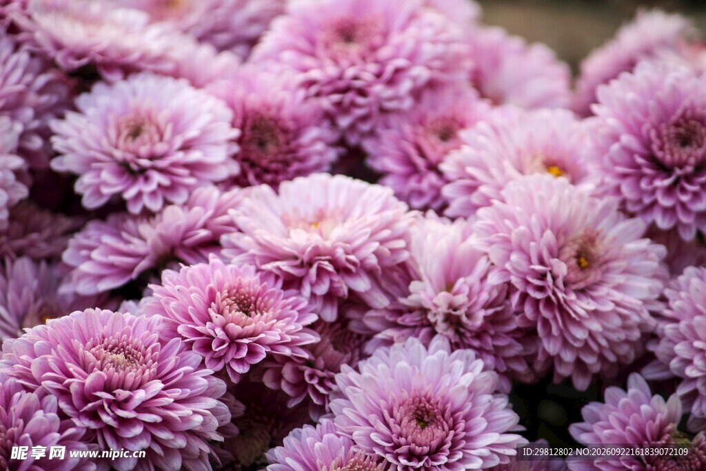 粉色菊花
