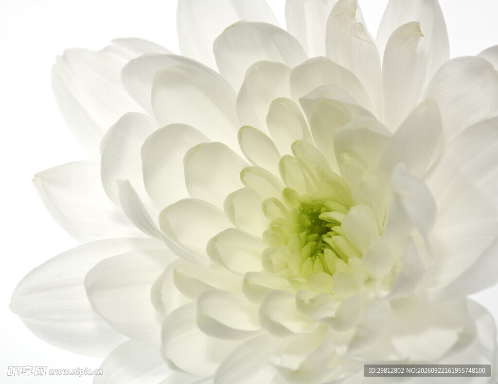 清新白菊花特写