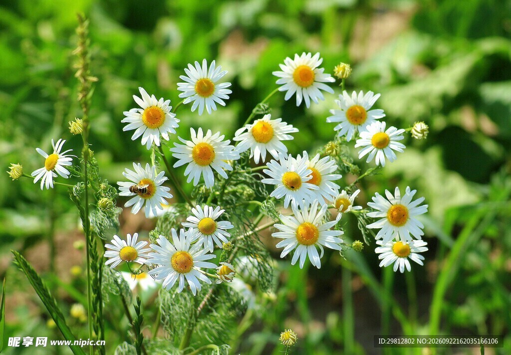 清新簇生小雏菊