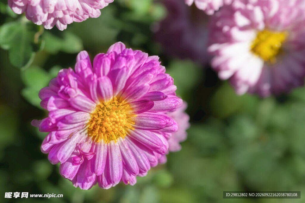 粉紫雏菊清新特写