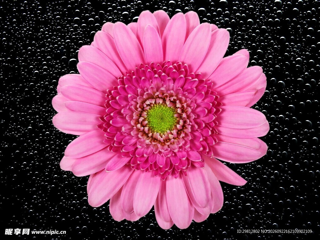 粉色非洲菊特写
