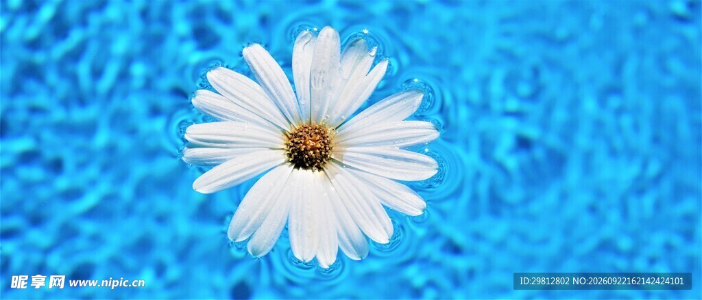 蓝水面漂浮的白色雏菊