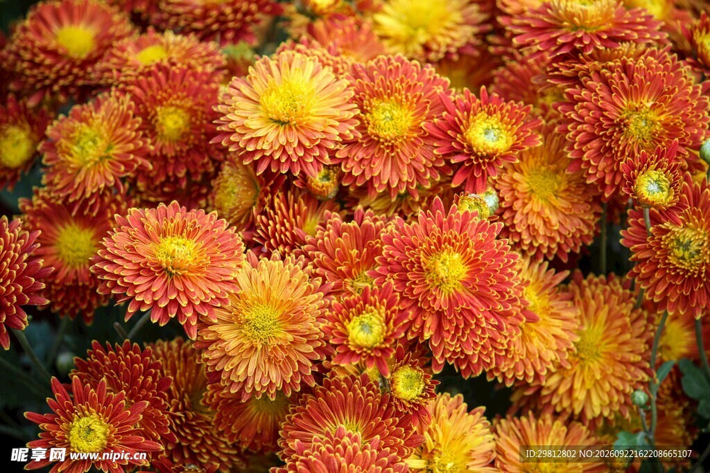 艳丽丛生秋菊特写