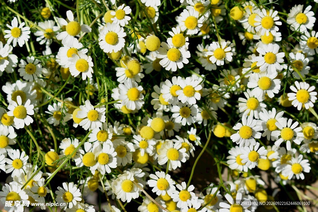 清新洋甘菊花丛