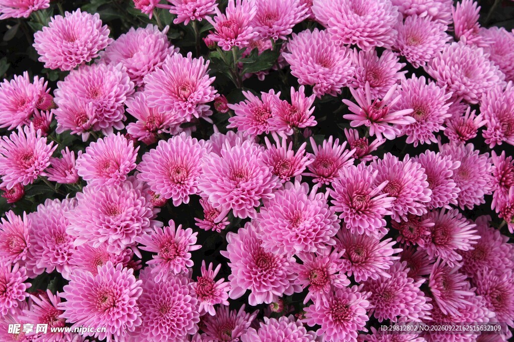 盛放的粉色菊花丛