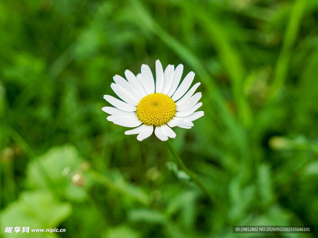 草丛中的小雏菊