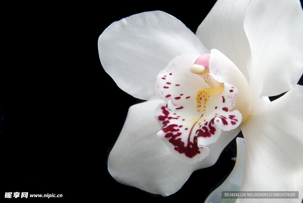 素雅白色兰花特写