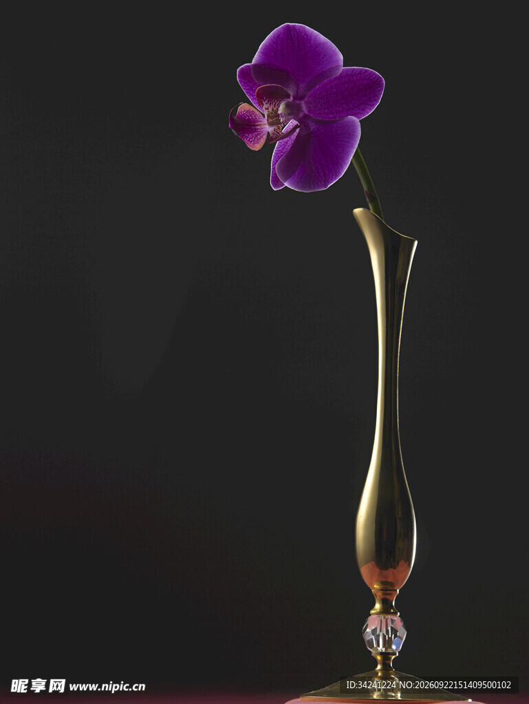 花瓶中的紫色蝴蝶兰