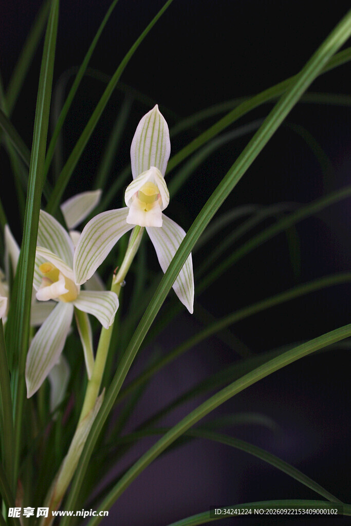 素心兰花清新特写