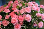 粉色康乃馨花束