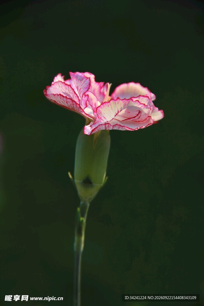 单支粉色康乃馨