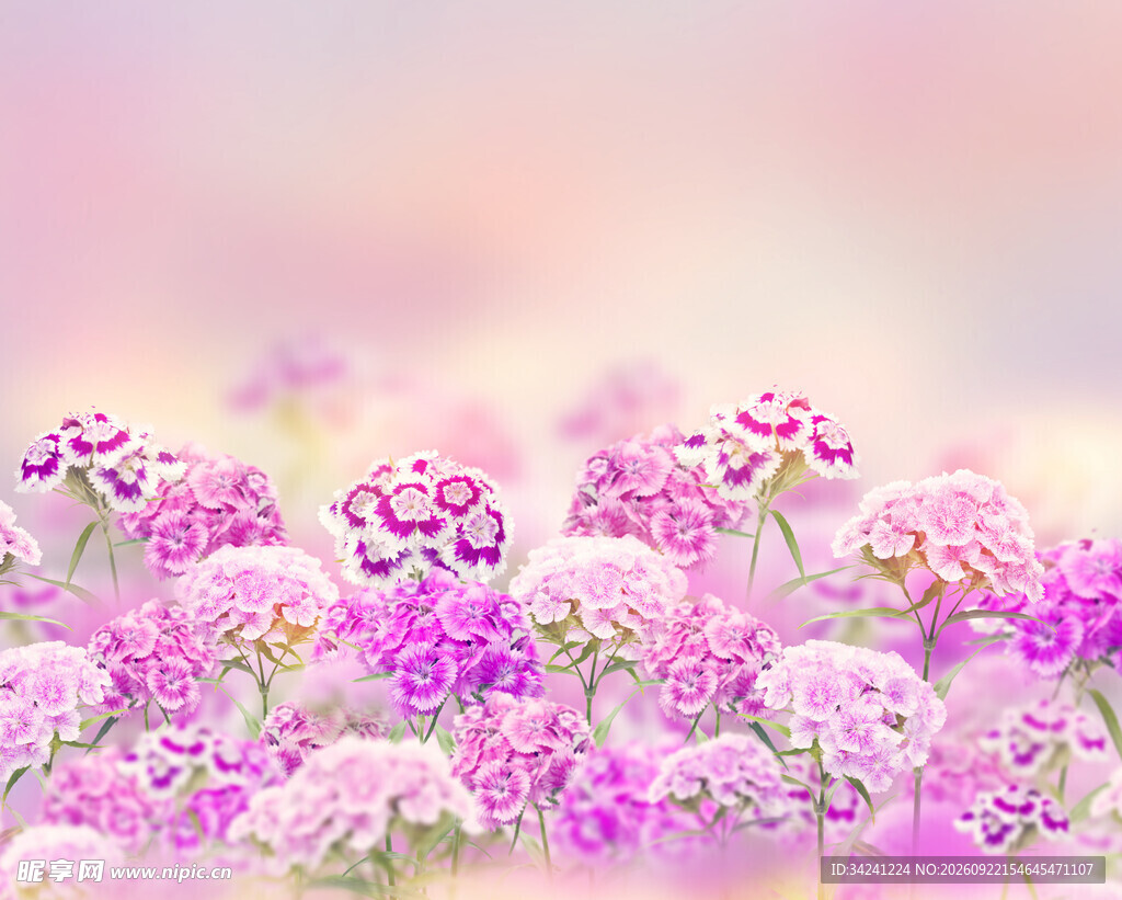 朦胧粉紫花田唯美背景