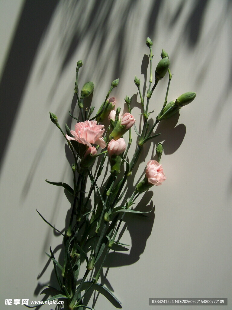 光影下粉色康乃馨花束