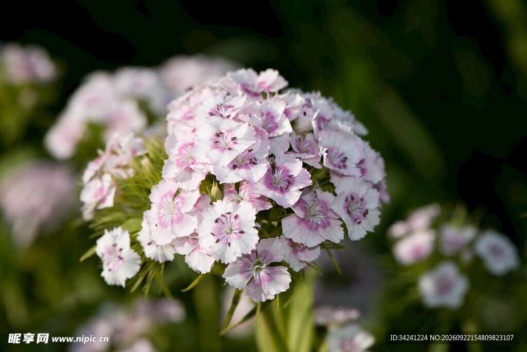 柔焦粉紫花簇特写
