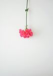 倒挂红色鲜花