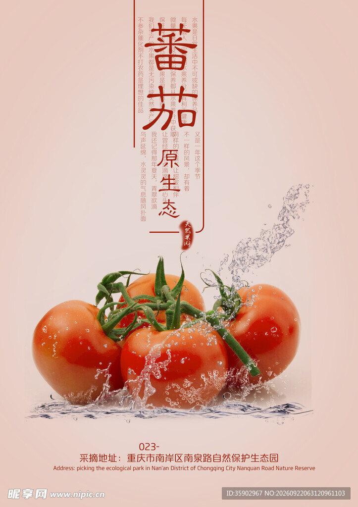 西红柿宣传海报设计模板