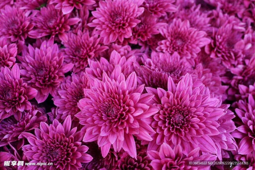 紫色菊花花簇特写