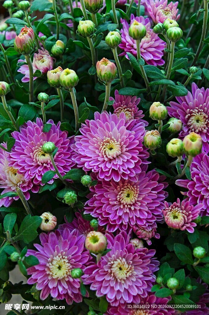 盛放的紫色菊花
