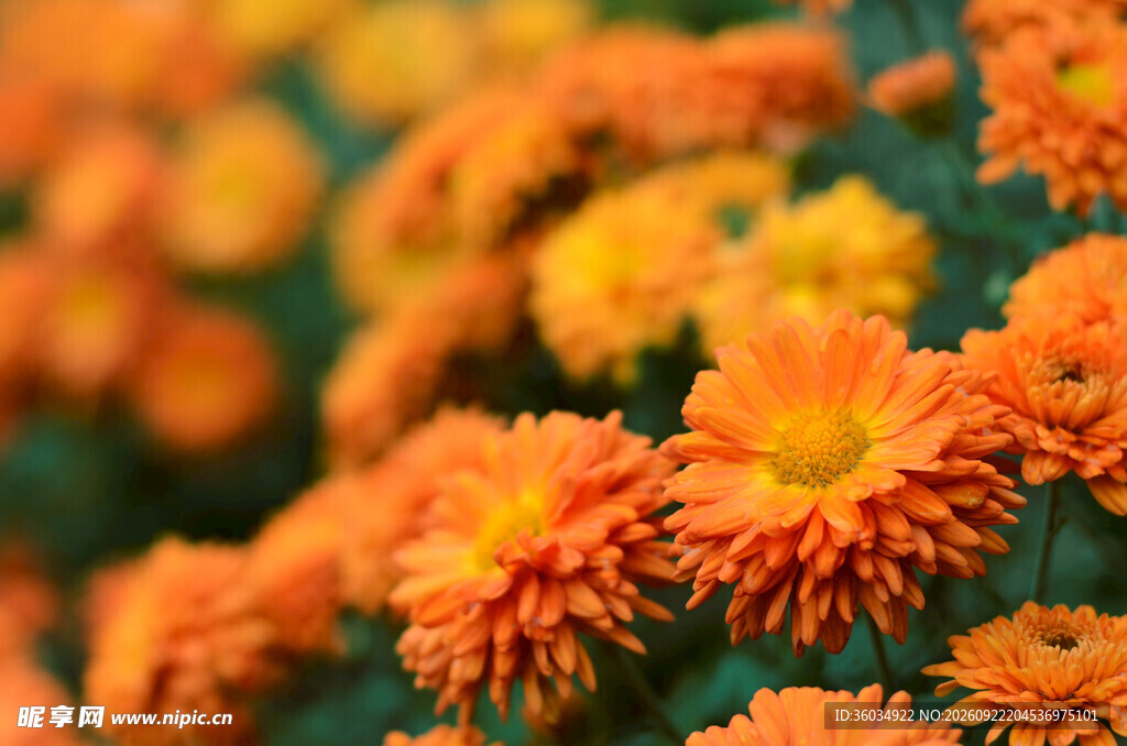 柔焦橙色秋菊特写