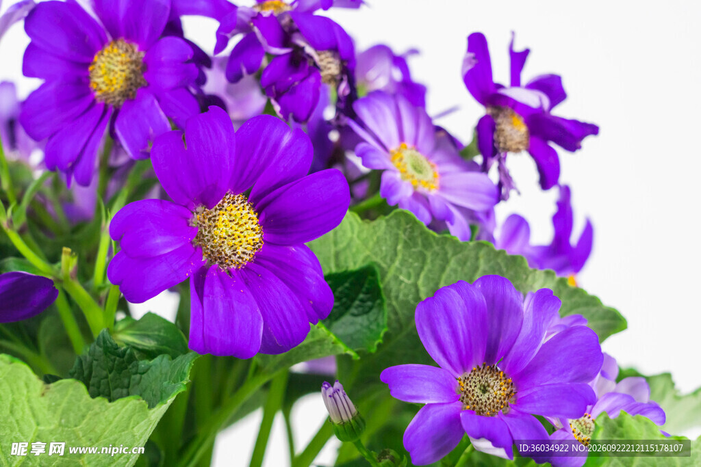 紫色瓜叶菊花卉特写