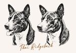 泰皇脊背犬插画