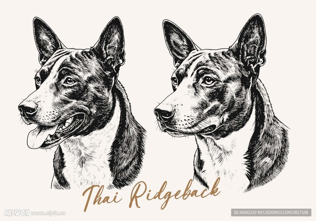 泰皇脊背犬插画