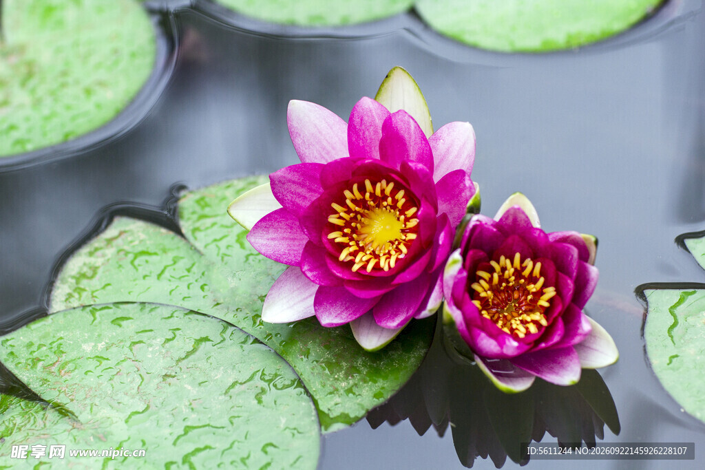 莲花