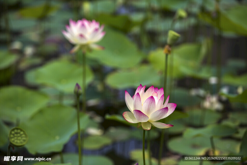 荷花池