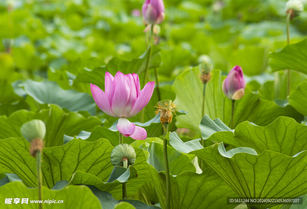 荷花池塘