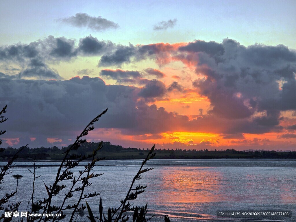 海滨夕照芦苇剪影