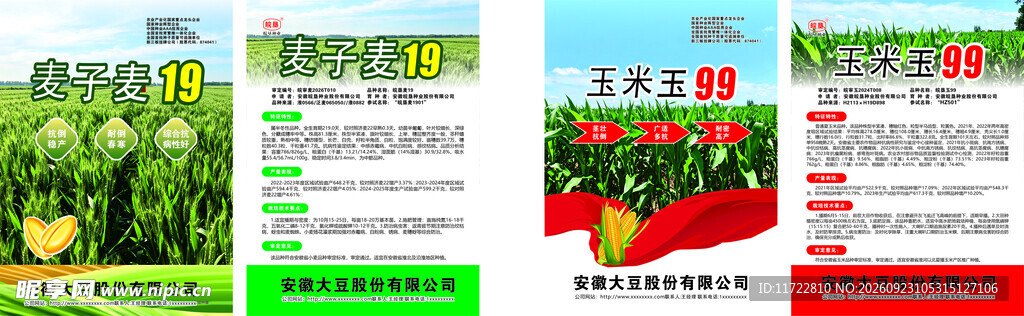 玉米种子 单页宣传农业 农作丰