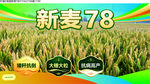 新麦78小麦品种宣传图