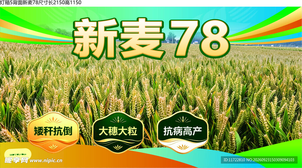 新麦78小麦品种宣传图