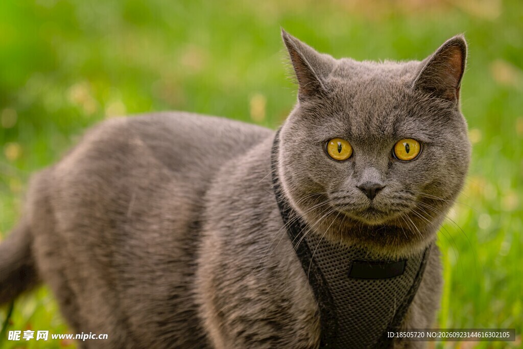 户外草坪上的蓝猫