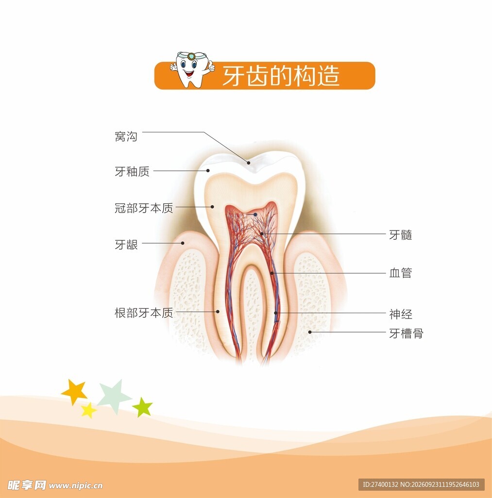 牙齿构造科普示意图