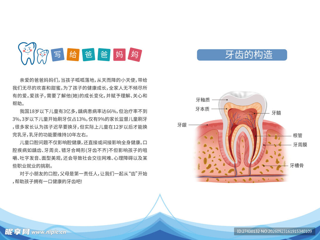 牙齿结构科普示意图