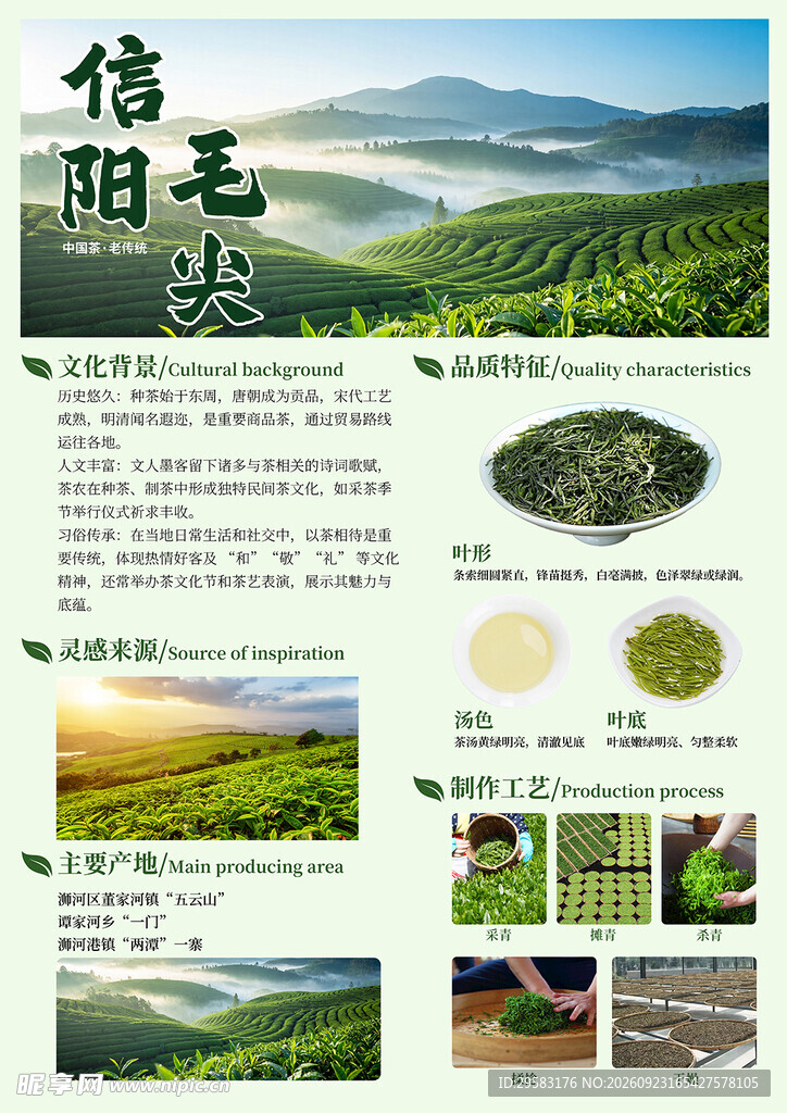 信阳毛尖
