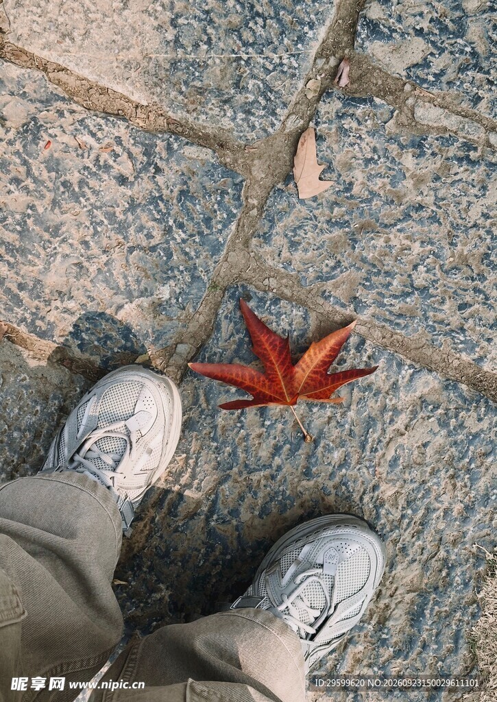 脚边的秋日红枫落叶