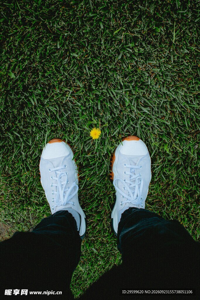 脚边草地小黄花